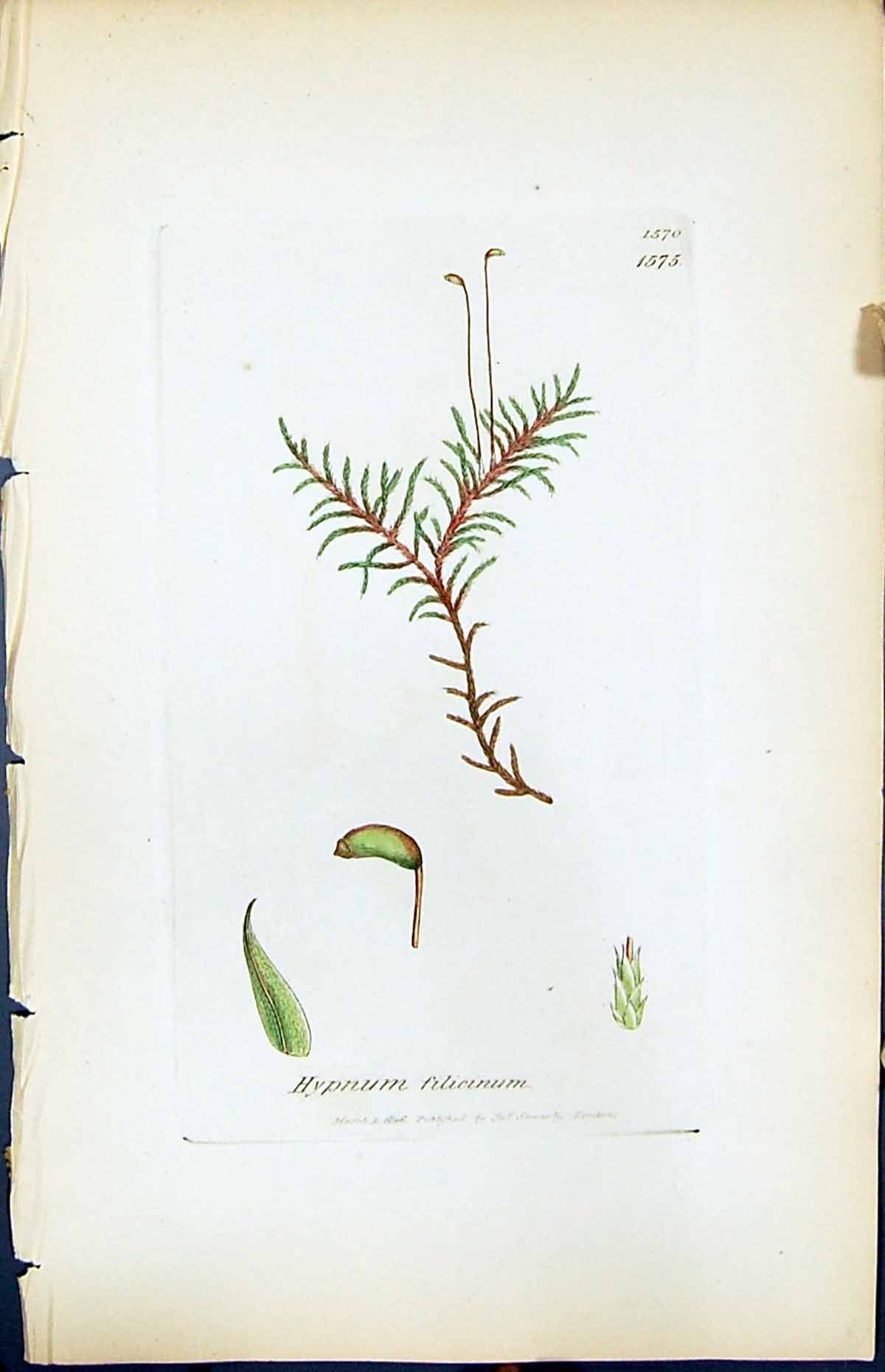 Antique Old Print Hypnum Filicinum British Plants Botany 1847 Sowerby Smith