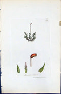 Antique Print Hypnum Dubium British Plants Botany 1847 Sowerby Smith Colour