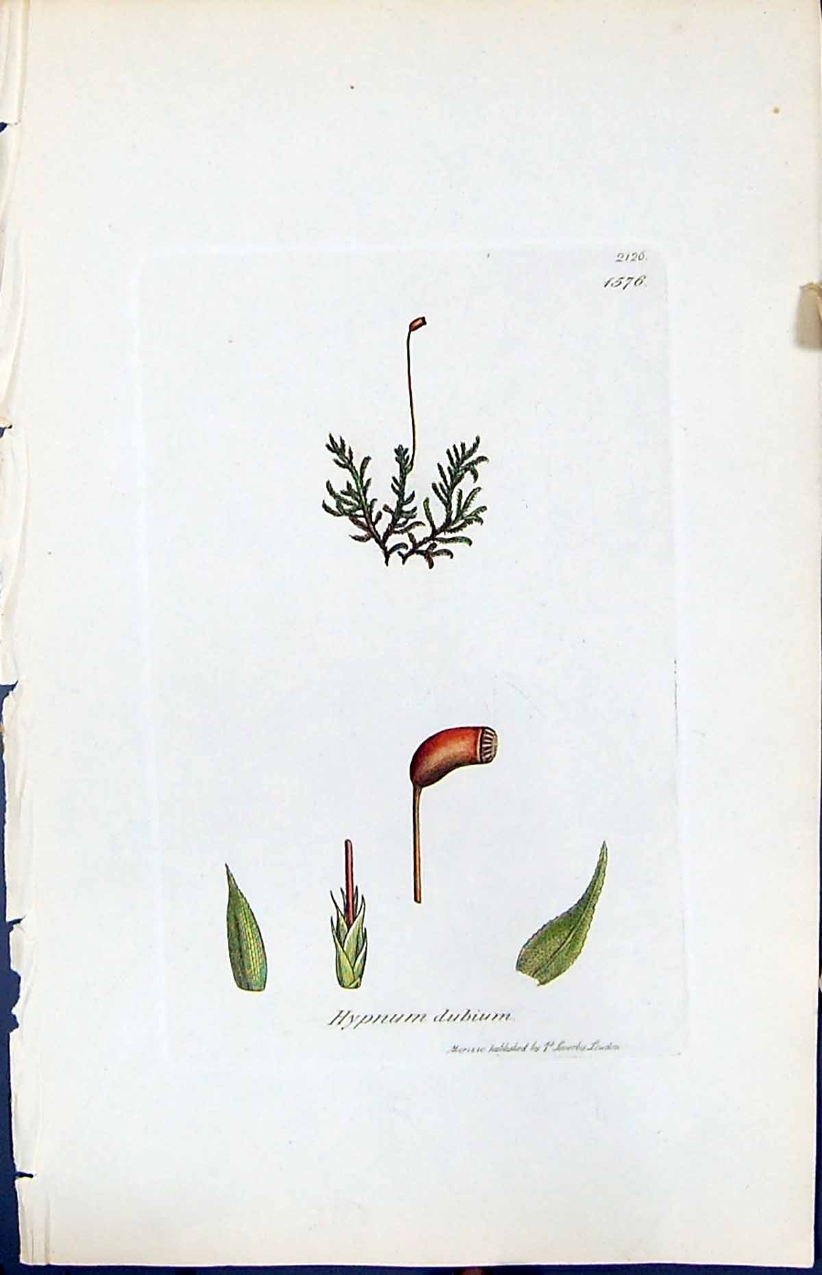 Antique Print Hypnum Dubium British Plants Botany 1847 Sowerby Smith Colour