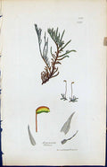 Antique Print Hypnum Fallax British Plants Botany 1847 Sowerby Smith Colour