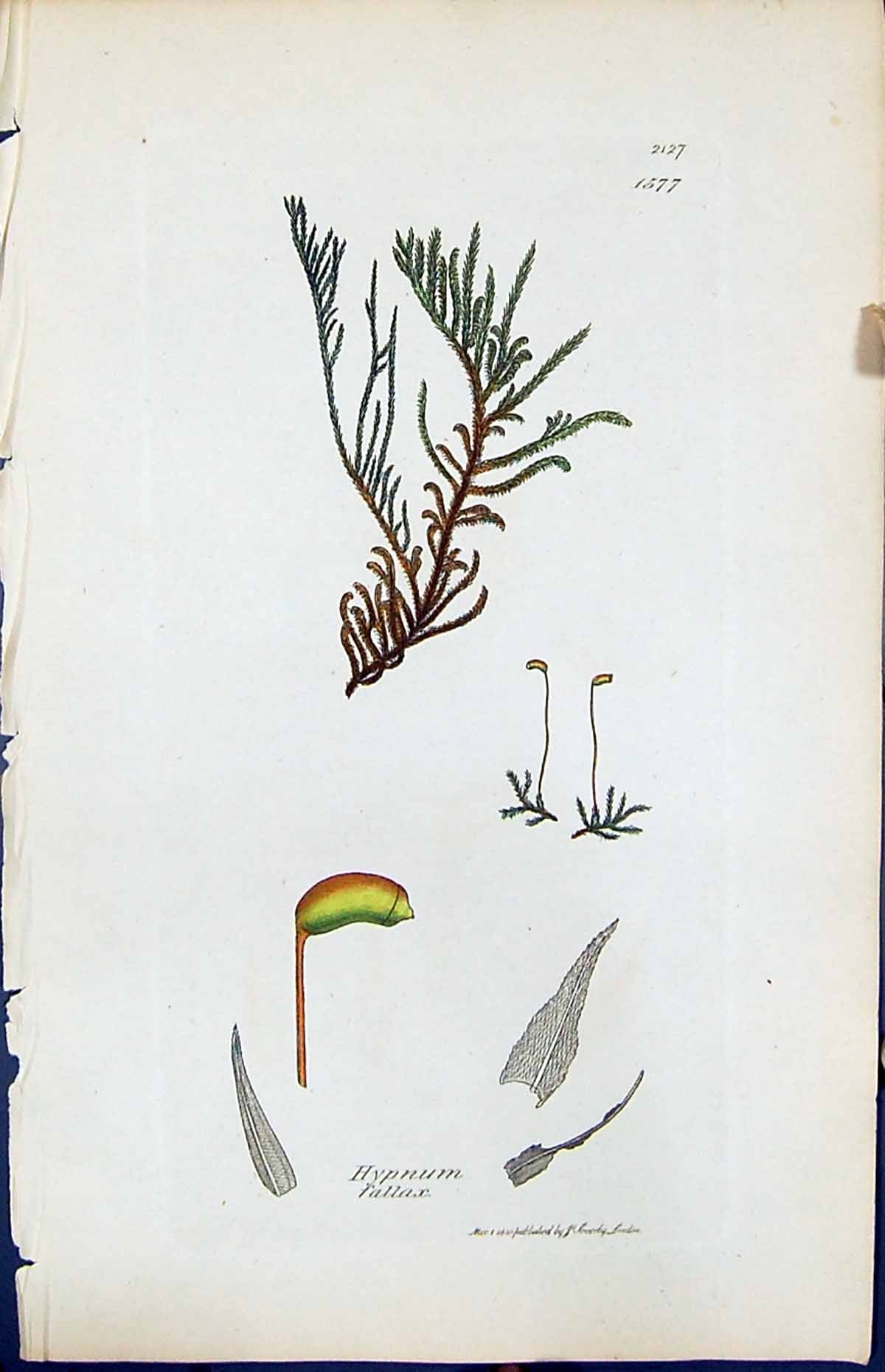 Antique Print Hypnum Fallax British Plants Botany 1847 Sowerby Smith Colour