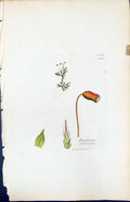 Antique Old Print Hypnum Altrovirens British Plants Botany 1847 Sowerby Smith
