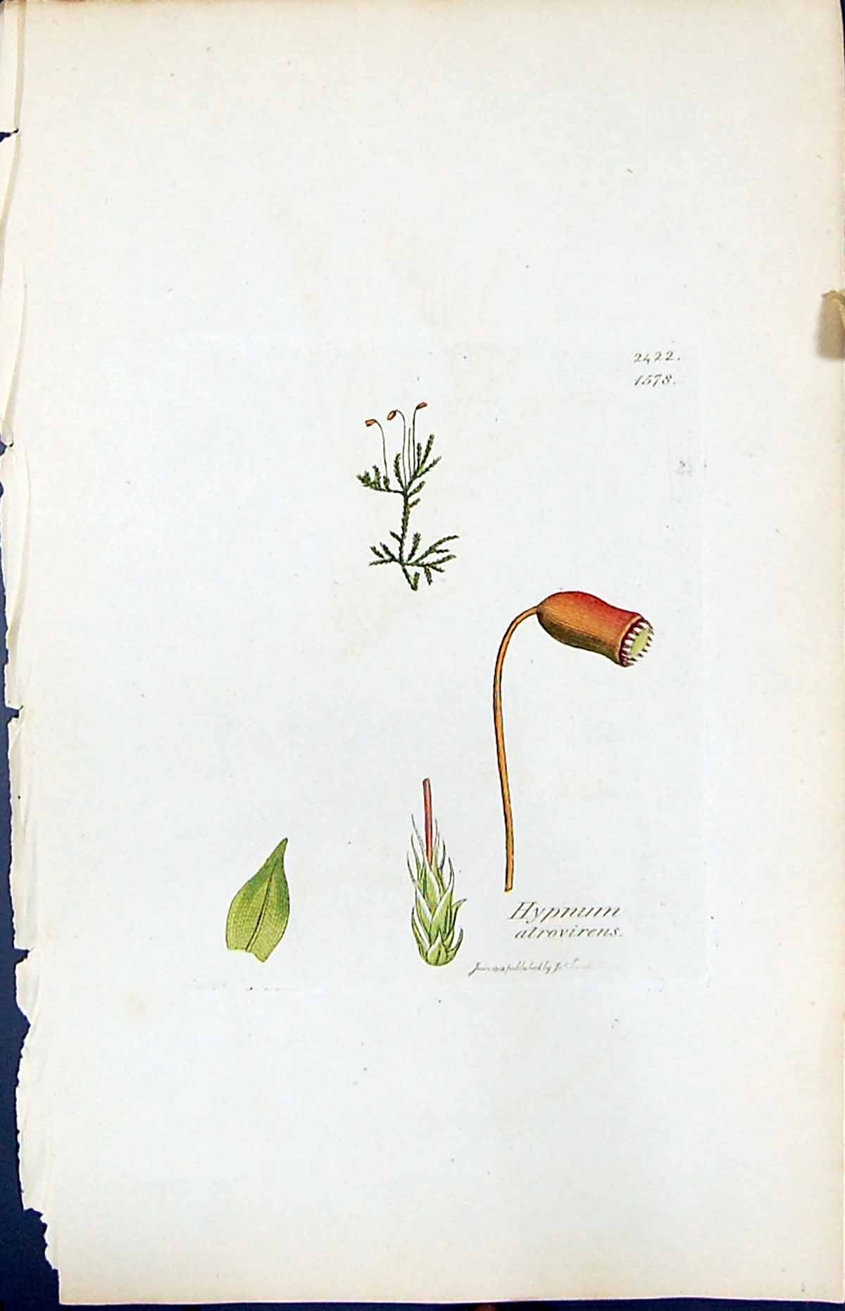 Antique Old Print Hypnum Altrovirens British Plants Botany 1847 Sowerby Smith