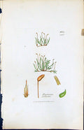 Antique Old Print Hypnum Palustre British Plants Botany 1847 Sowerby Smith 19th