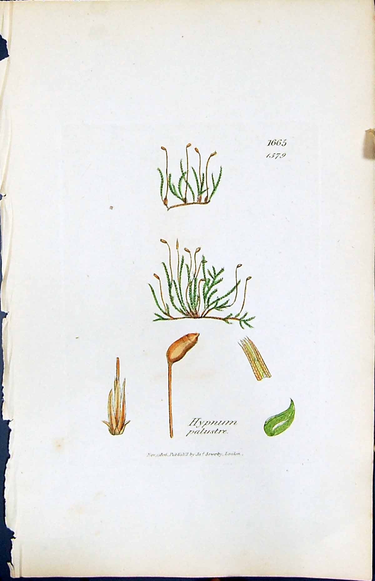Antique Old Print Hypnum Palustre British Plants Botany 1847 Sowerby Smith 19th