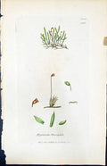 Antique Old Print Hypnum Fluviatile British Plants Botany 1847 Sowerby Smith