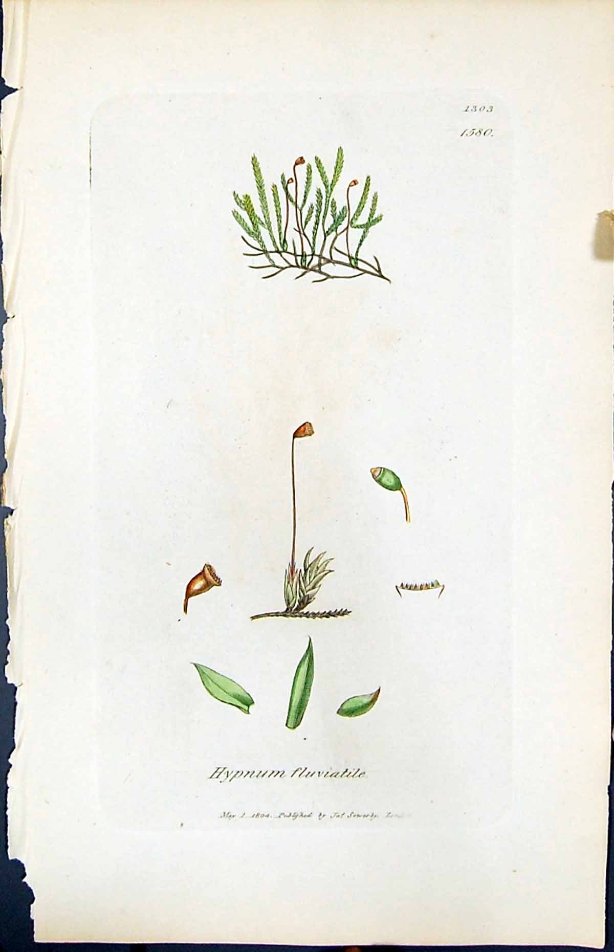 Antique Old Print Hypnum Fluviatile British Plants Botany 1847 Sowerby Smith
