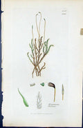 Antique Old Print Hypnum Fluitans British Plants Botany 1847 Sowerby Smith 19th