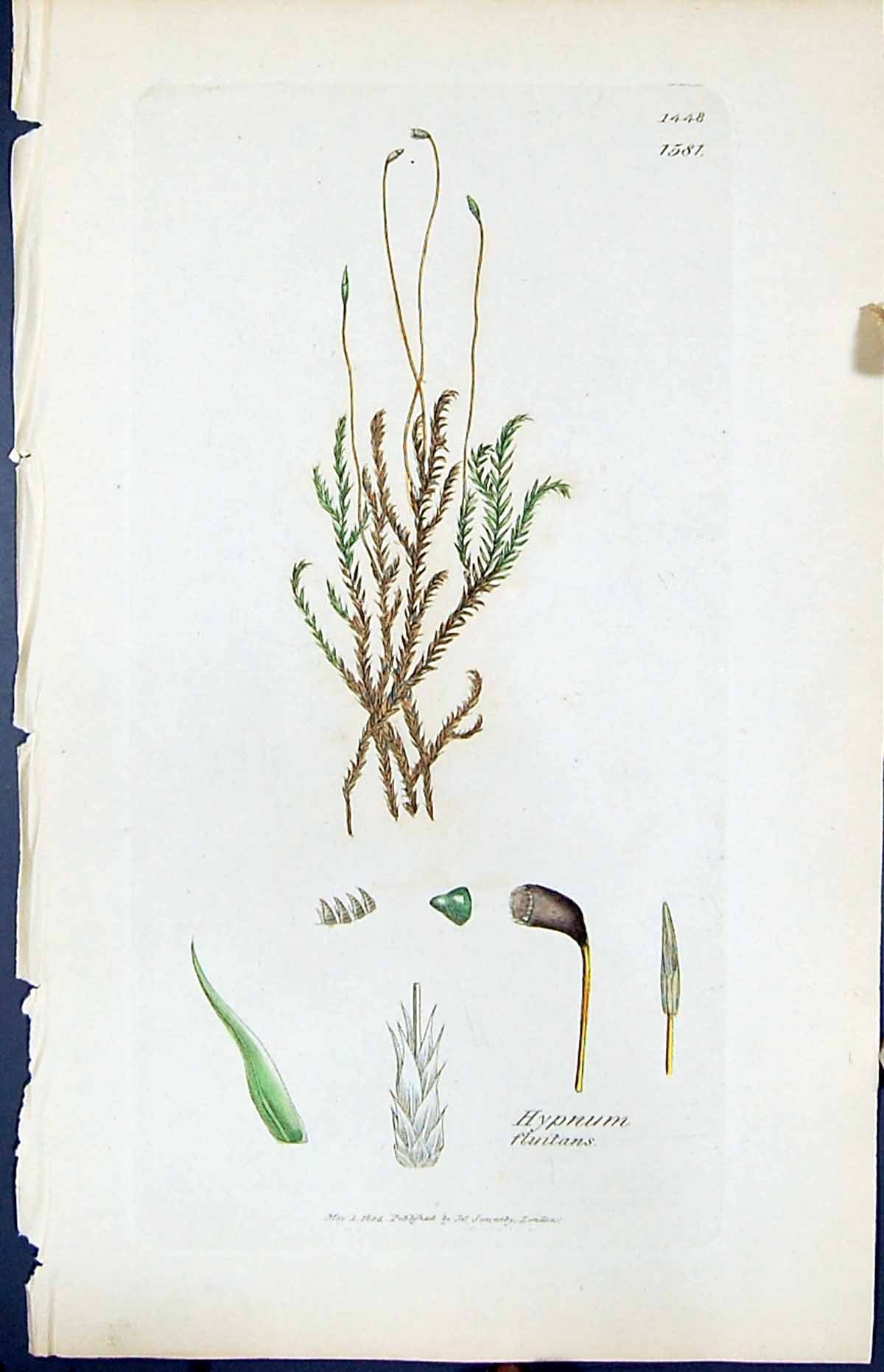 Antique Old Print Hypnum Fluitans British Plants Botany 1847 Sowerby Smith 19th