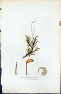 Old Print Hypnum Aduncum British Plants Botany 1847 Sowerby Smith Colour 19th