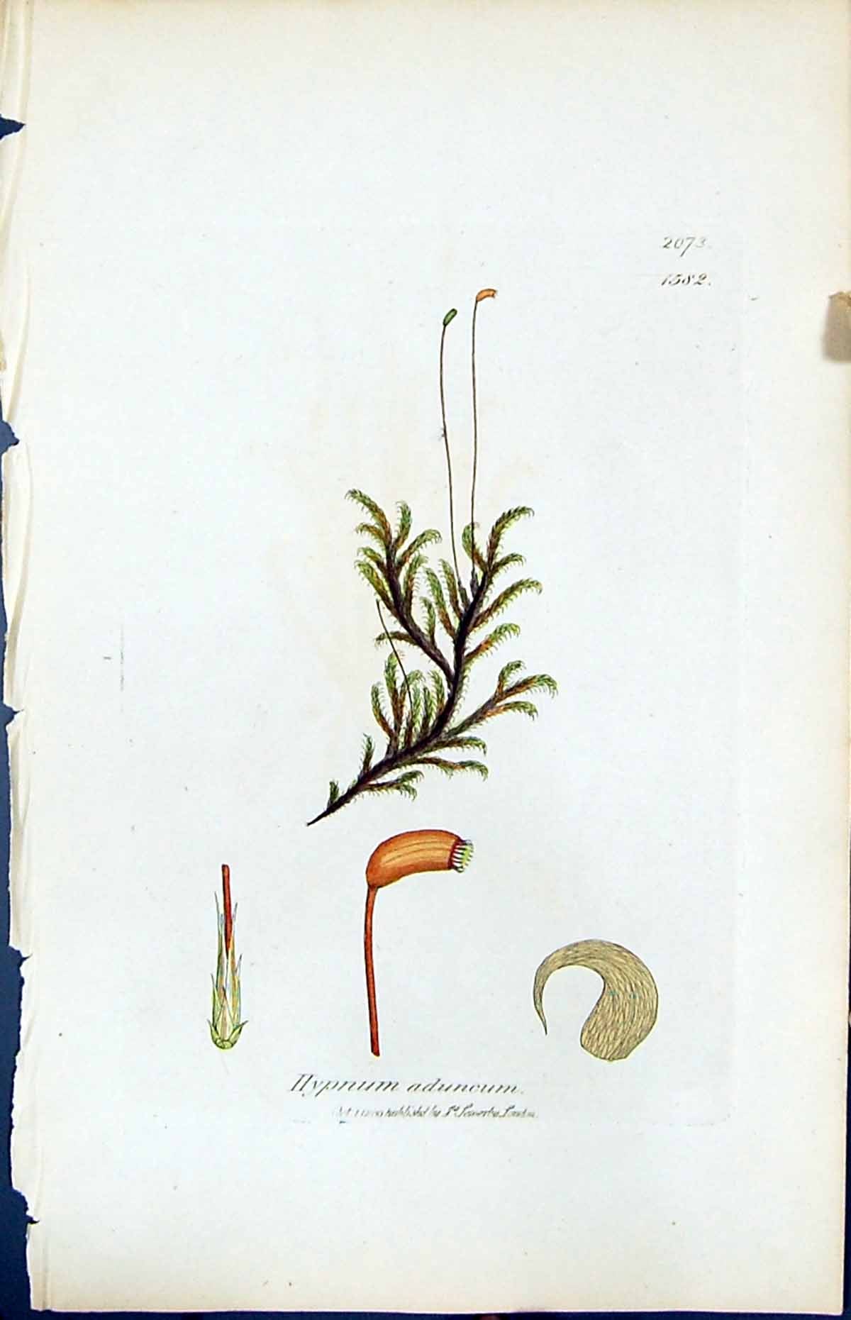 Old Print Hypnum Aduncum British Plants Botany 1847 Sowerby Smith Colour 19th