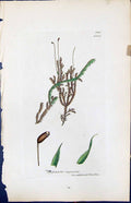 Old Print Hypnum Rugosum British Plants Botany 1847 Sowerby Smith Colour 19th
