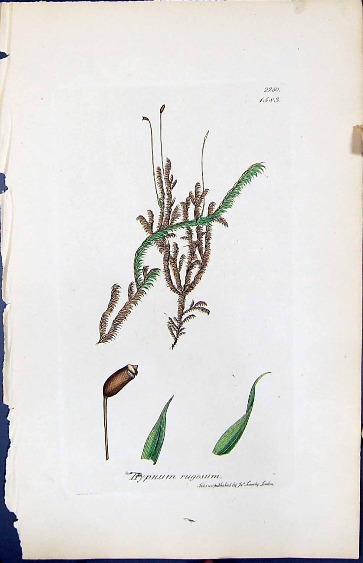 Old Print Hypnum Rugosum British Plants Botany 1847 Sowerby Smith Colour 19th