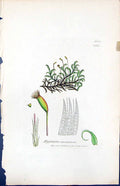 Antique Old Print Hypnum Uncinatum British Plants Botany 1847 Sowerby Smith