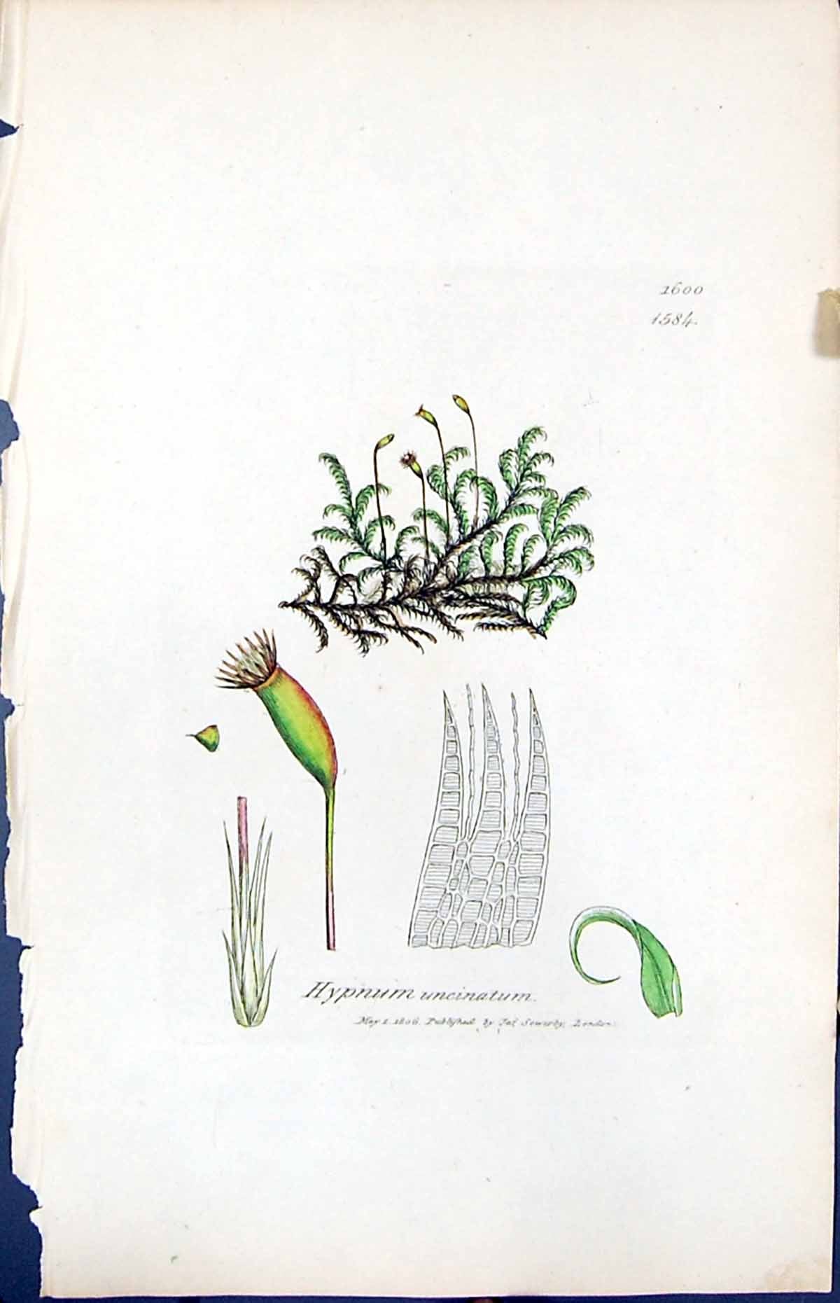 Antique Old Print Hypnum Uncinatum British Plants Botany 1847 Sowerby Smith