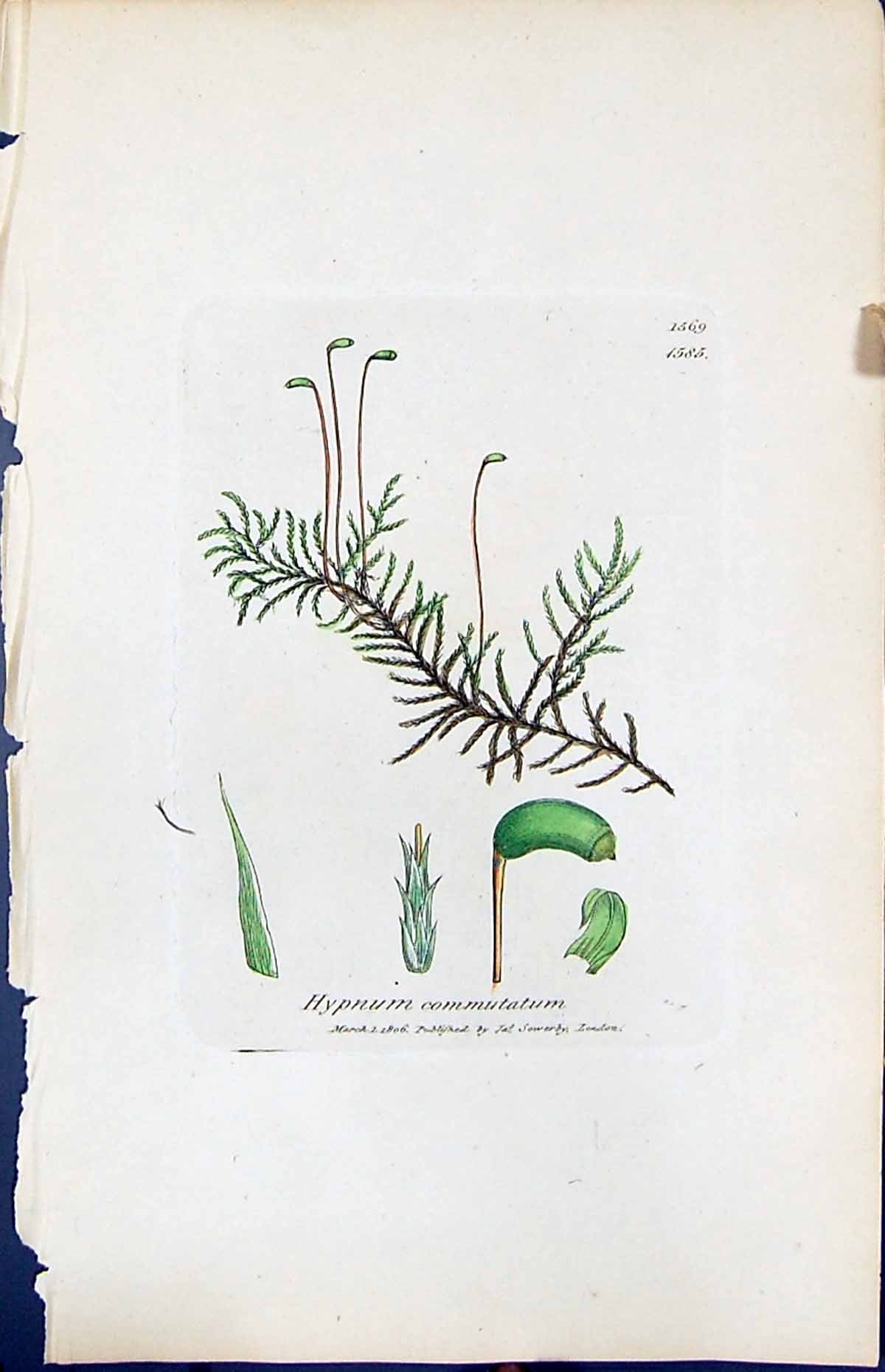 Antique Old Print Hypnum Commutatum British Plants Botany 1847 Sowerby Smith