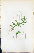 Antique Old Print Hypnum Scorpioides British Plants Botany 1847 Sowerby Smith
