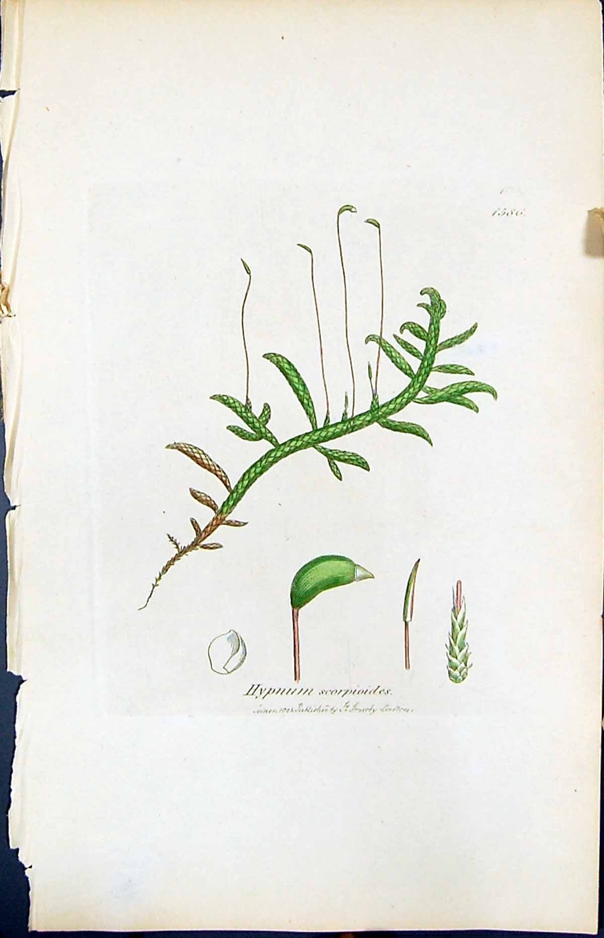 Antique Old Print Hypnum Scorpioides British Plants Botany 1847 Sowerby Smith