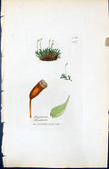 Antique Old Print Hypnum Silesianum British Plants Botany 1847 Sowerby Smith