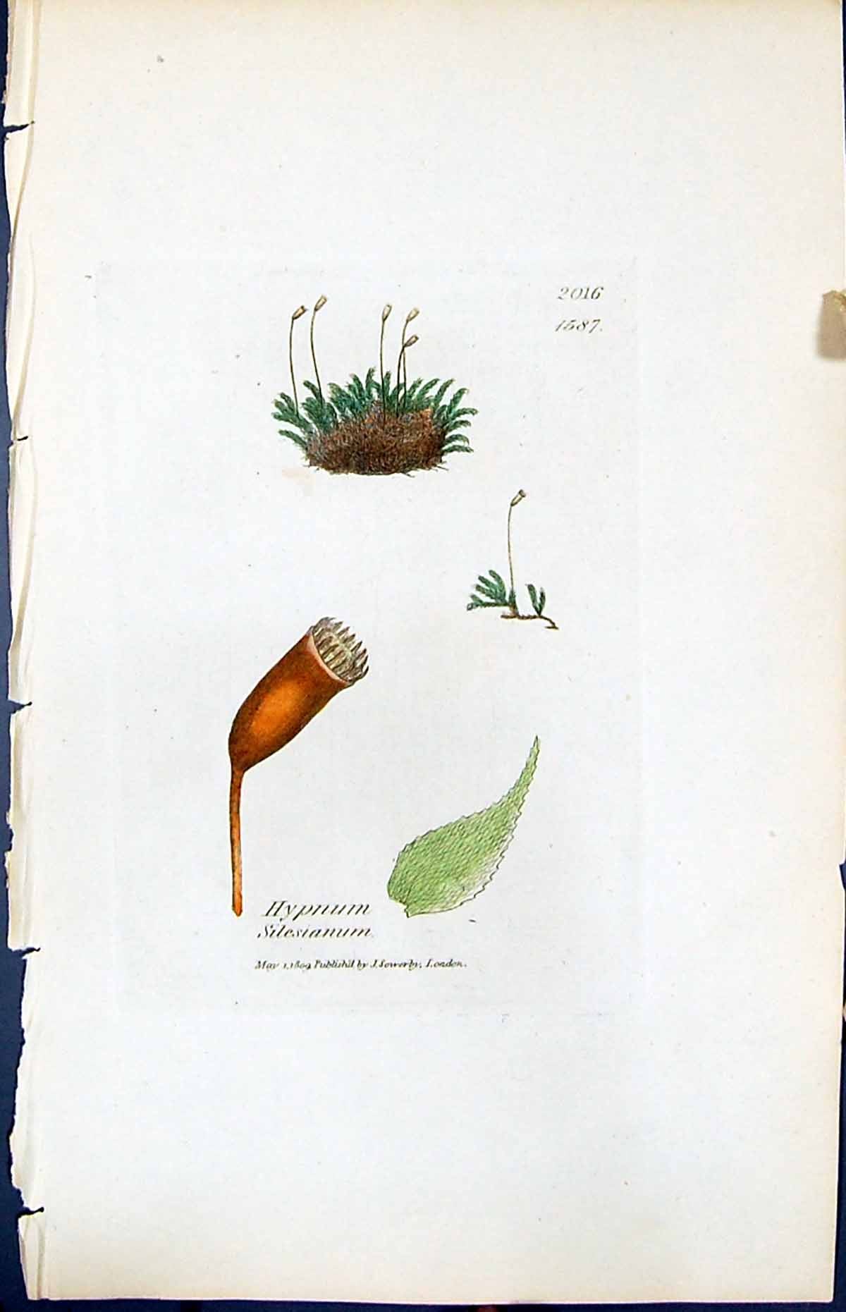 Antique Old Print Hypnum Silesianum British Plants Botany 1847 Sowerby Smith