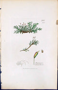 Antique Print Hypnum Cupressiforme British Plants Botany 1847 Sowerby Smith