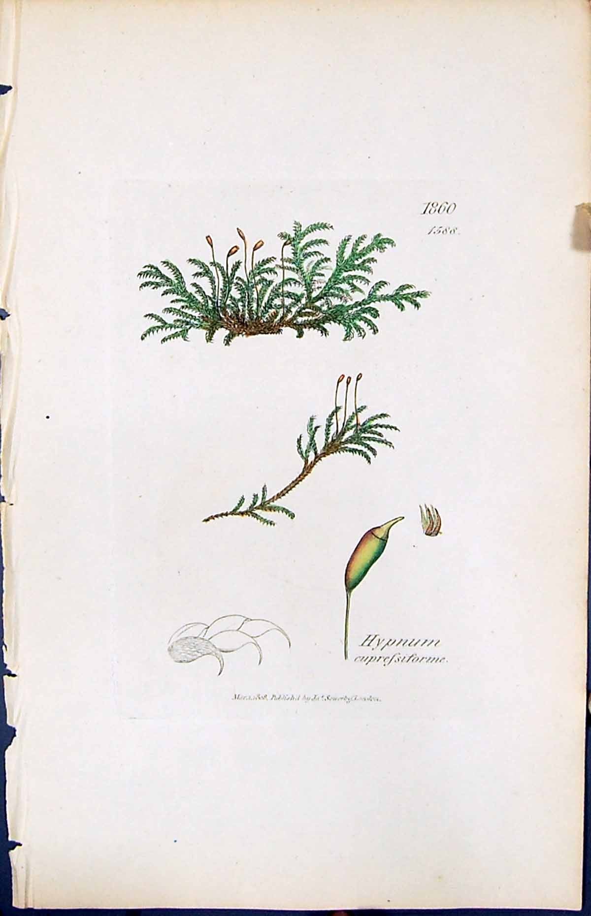 Antique Print Hypnum Cupressiforme British Plants Botany 1847 Sowerby Smith