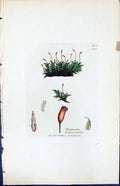 Antique Print Hypnum Nigro-Viride British Plants Botany 1847 Sowerby Smith 19th