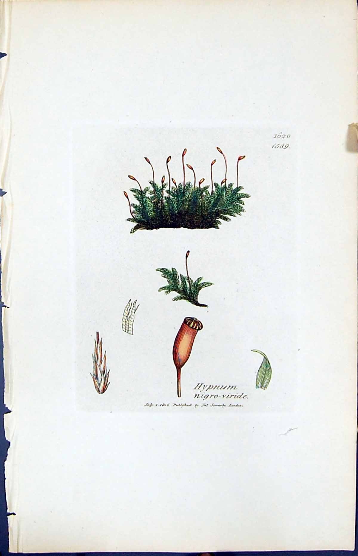 Antique Print Hypnum Nigro-Viride British Plants Botany 1847 Sowerby Smith 19th