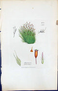 Antique Old Print Hypnum Polyanthos British Plants Botany 1847 Sowerby Smith