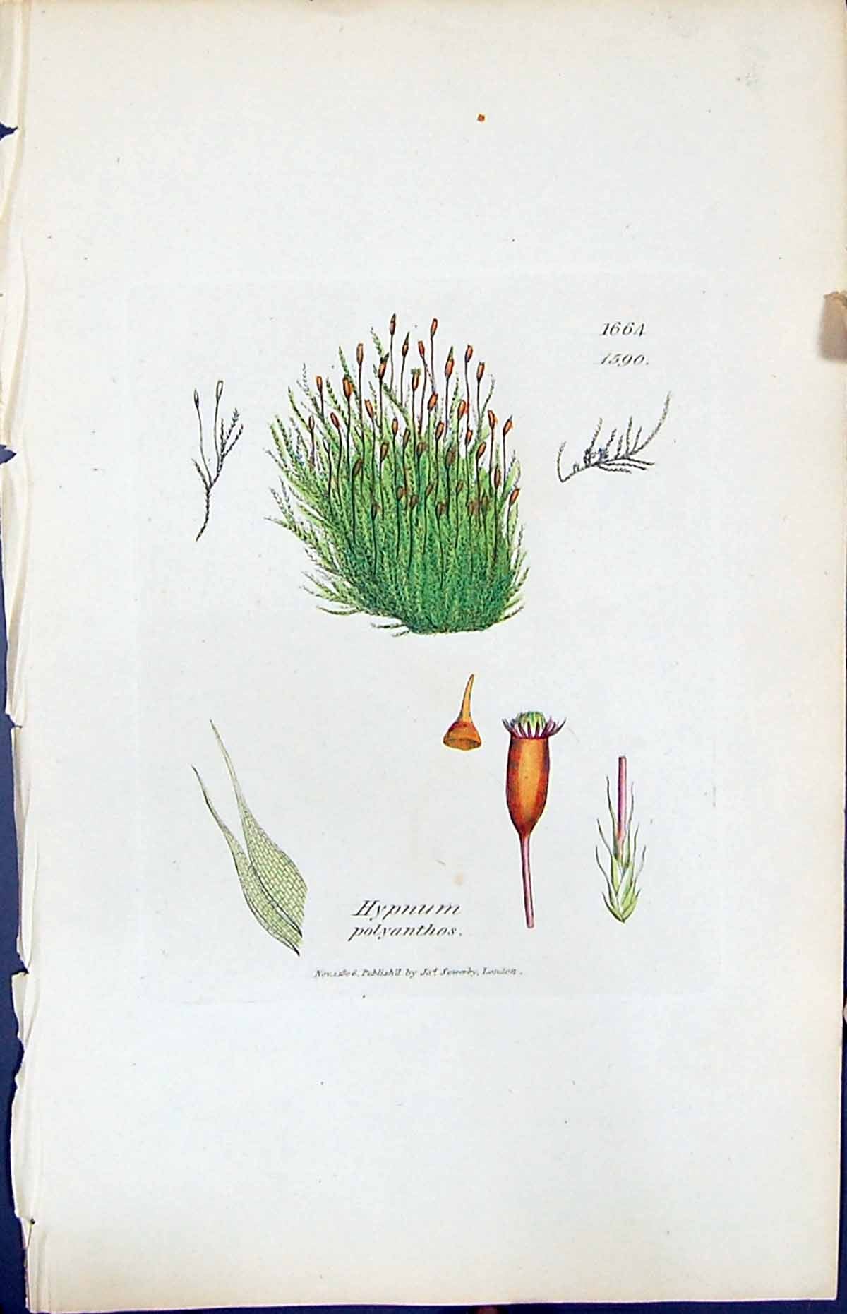 Antique Old Print Hypnum Polyanthos British Plants Botany 1847 Sowerby Smith