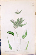 Antique Old Print Hypnum Incurvatum British Plants Botany 1847 Sowerby Smith