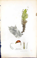 Old Hypnum Crista-Castrensis British Plants Botany 1847 Sowerby Smith Victorian