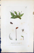 Antique Old Print Hypnum Molluscum British Plants Botany 1847 Sowerby Smith