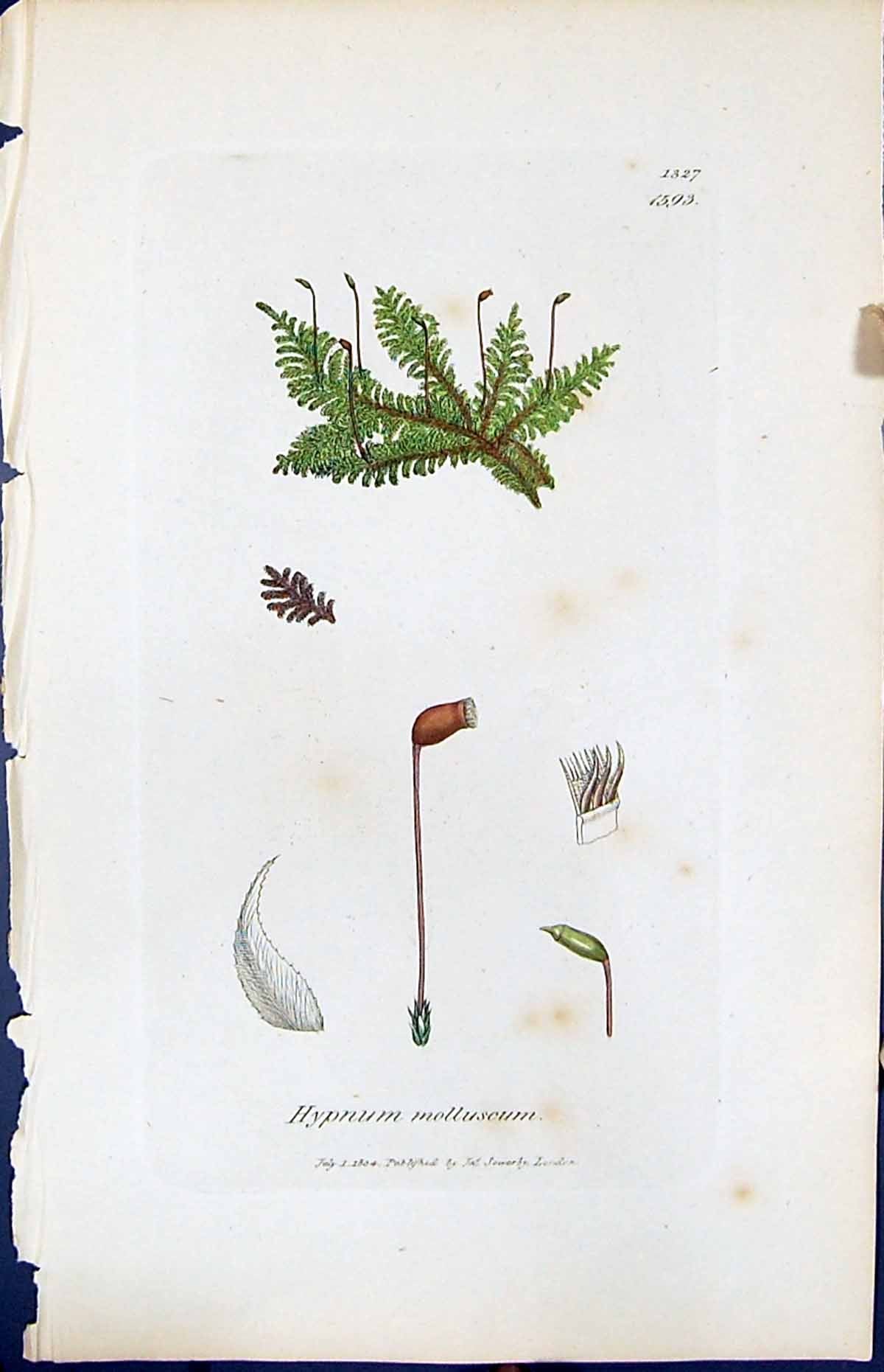 Antique Old Print Hypnum Molluscum British Plants Botany 1847 Sowerby Smith