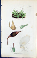 Antique Old Print Hookeria Lucens British Plants Botany 1847 Sowerby Smith 19th