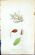 Old Print Hookeria Laete Virens British Plants Botany 1847 Sowerby Smith 19th