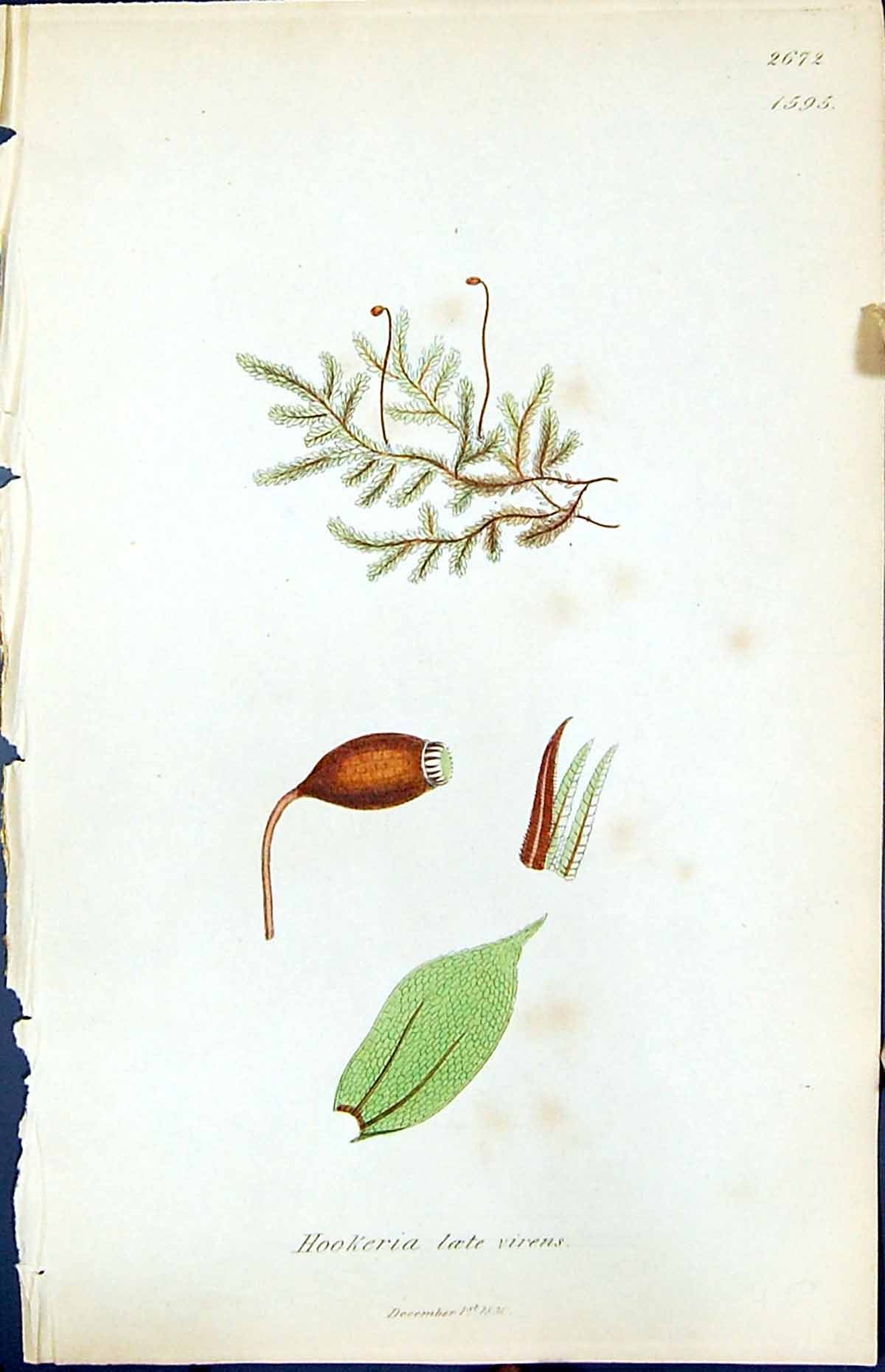 Old Print Hookeria Laete Virens British Plants Botany 1847 Sowerby Smith 19th