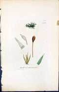 Old Print Hookeria Splachnoides British Plants Botany 1847 Sowerby Smith 19th