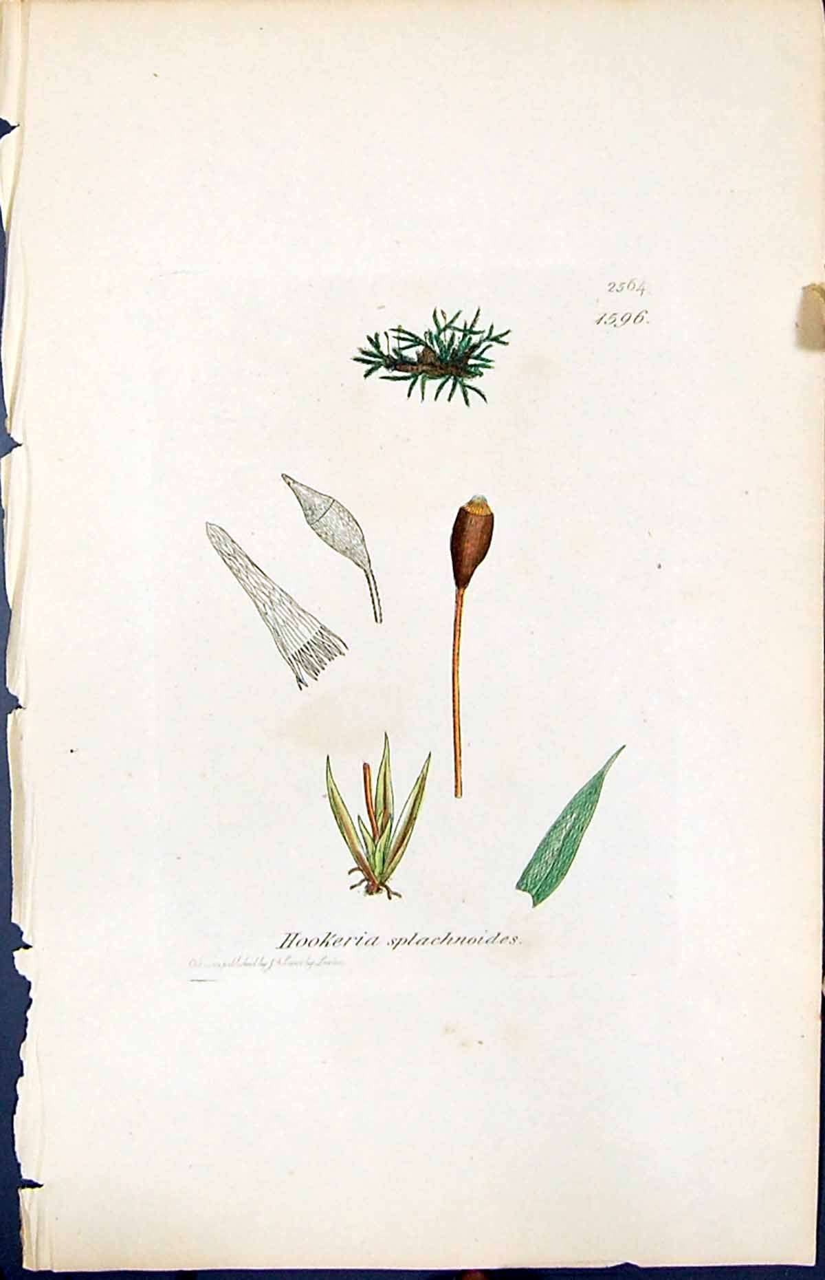 Old Print Hookeria Splachnoides British Plants Botany 1847 Sowerby Smith 19th