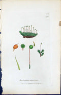 Antique Print Bartramia Pomiformis British Plants Botany 1847 Sowerby Smith