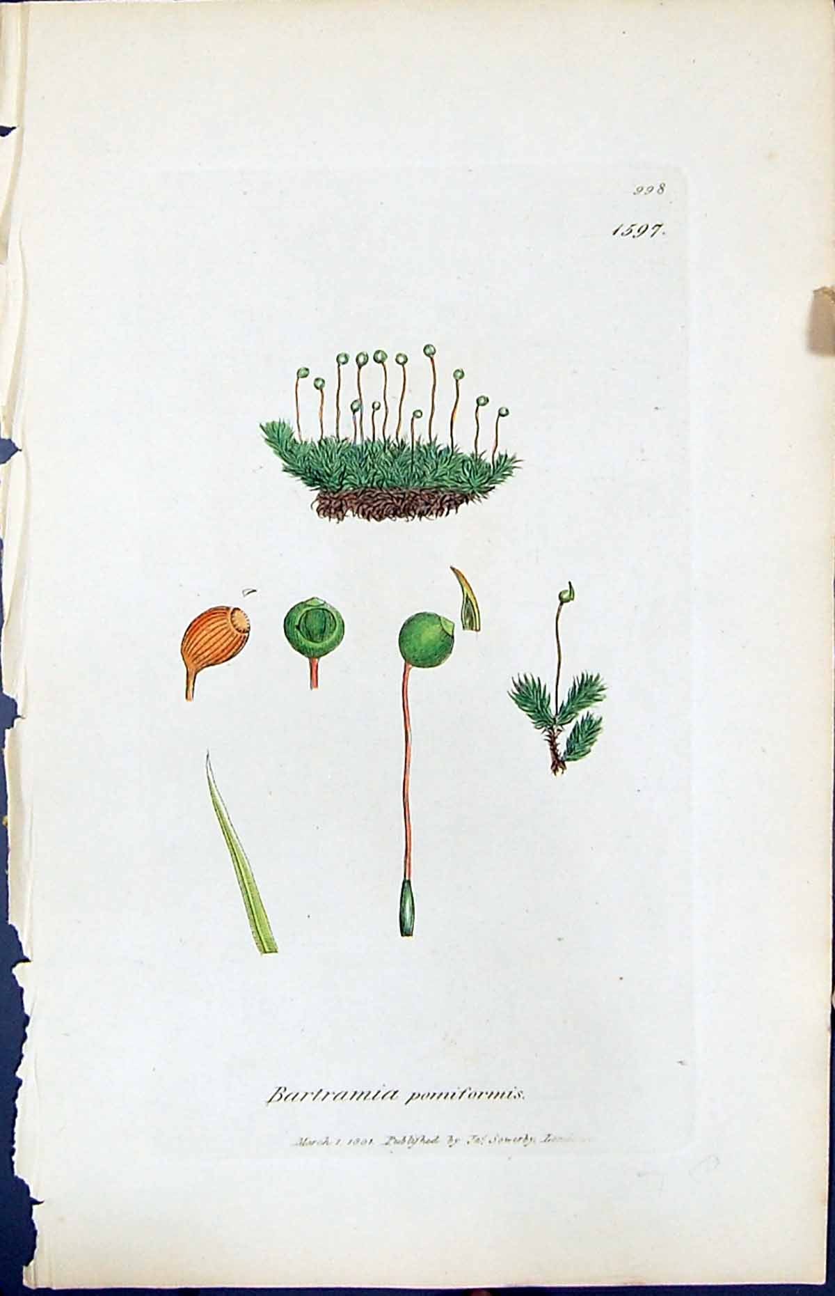 Antique Print Bartramia Pomiformis British Plants Botany 1847 Sowerby Smith