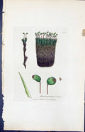 Antique Old Print Bartramia Crispa British Plants Botany 1847 Sowerby Smith