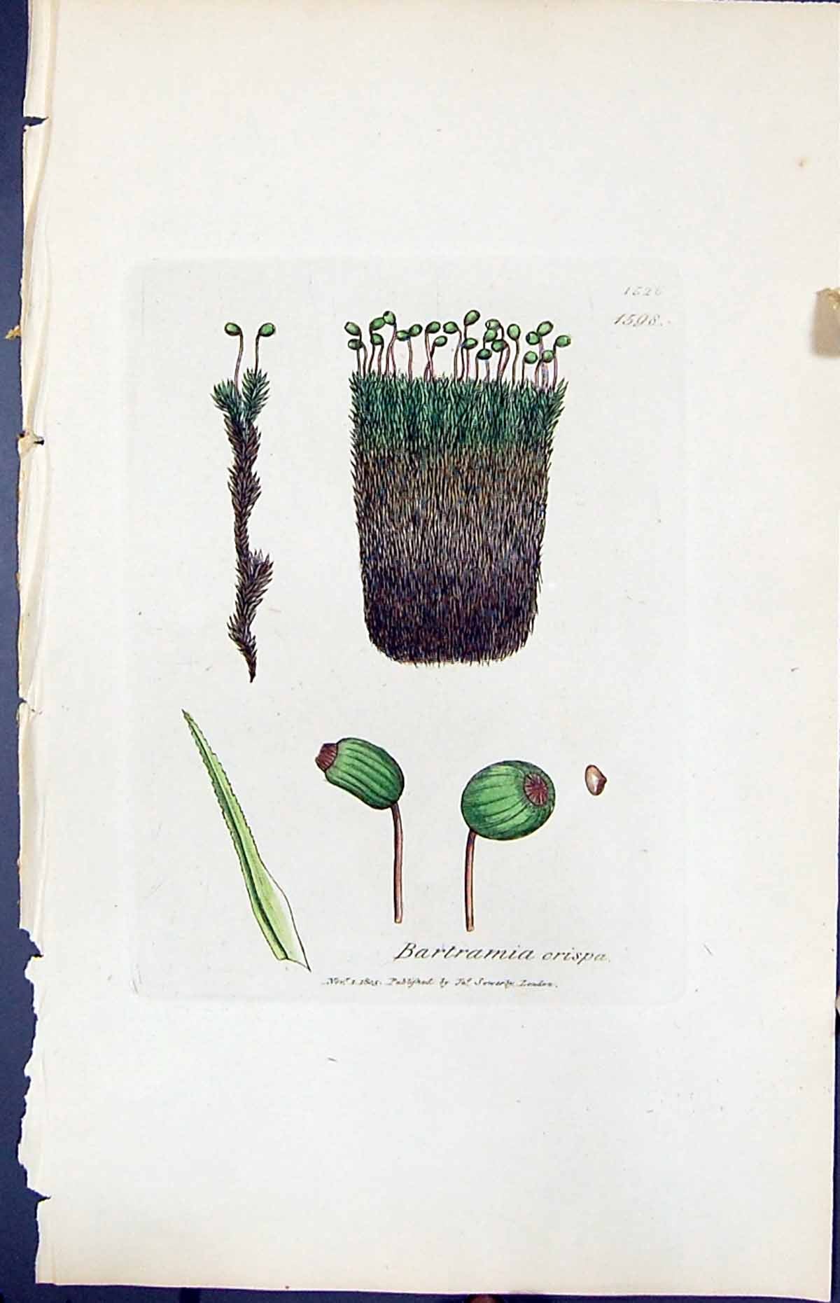 Antique Old Print Bartramia Crispa British Plants Botany 1847 Sowerby Smith