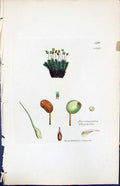 Antique Print Bartramia Ithyphylla British Plants Botany 1847 Sowerby Smith