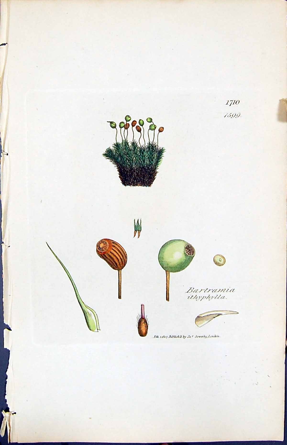 Antique Print Bartramia Ithyphylla British Plants Botany 1847 Sowerby Smith