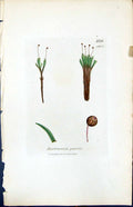 Antique Old Print Bartramia Gracilis British Plants Botany 1847 Sowerby Smith