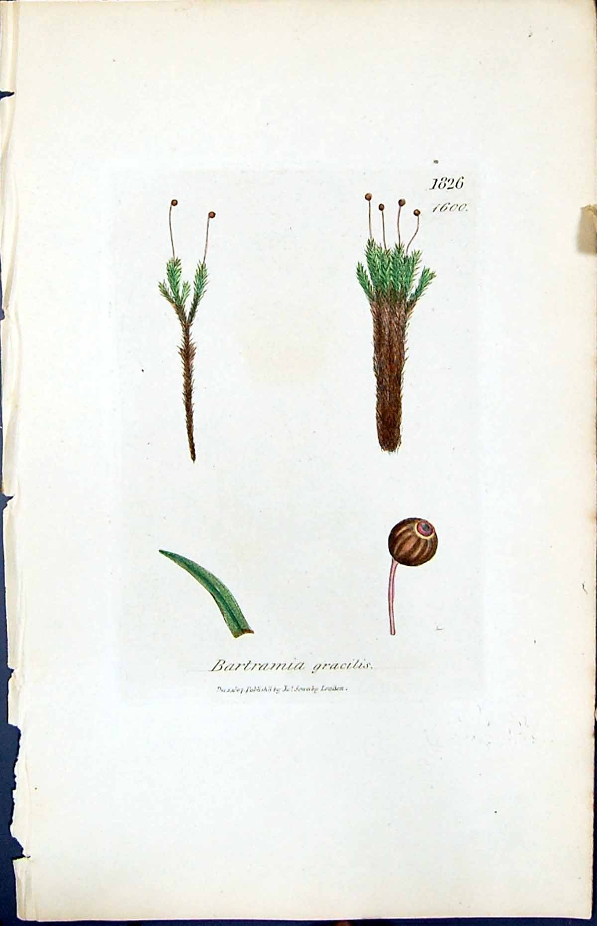 Antique Old Print Bartramia Gracilis British Plants Botany 1847 Sowerby Smith