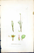 Antique Old Print Bartramia Fontana British Plants Botany 1847 Sowerby Smith