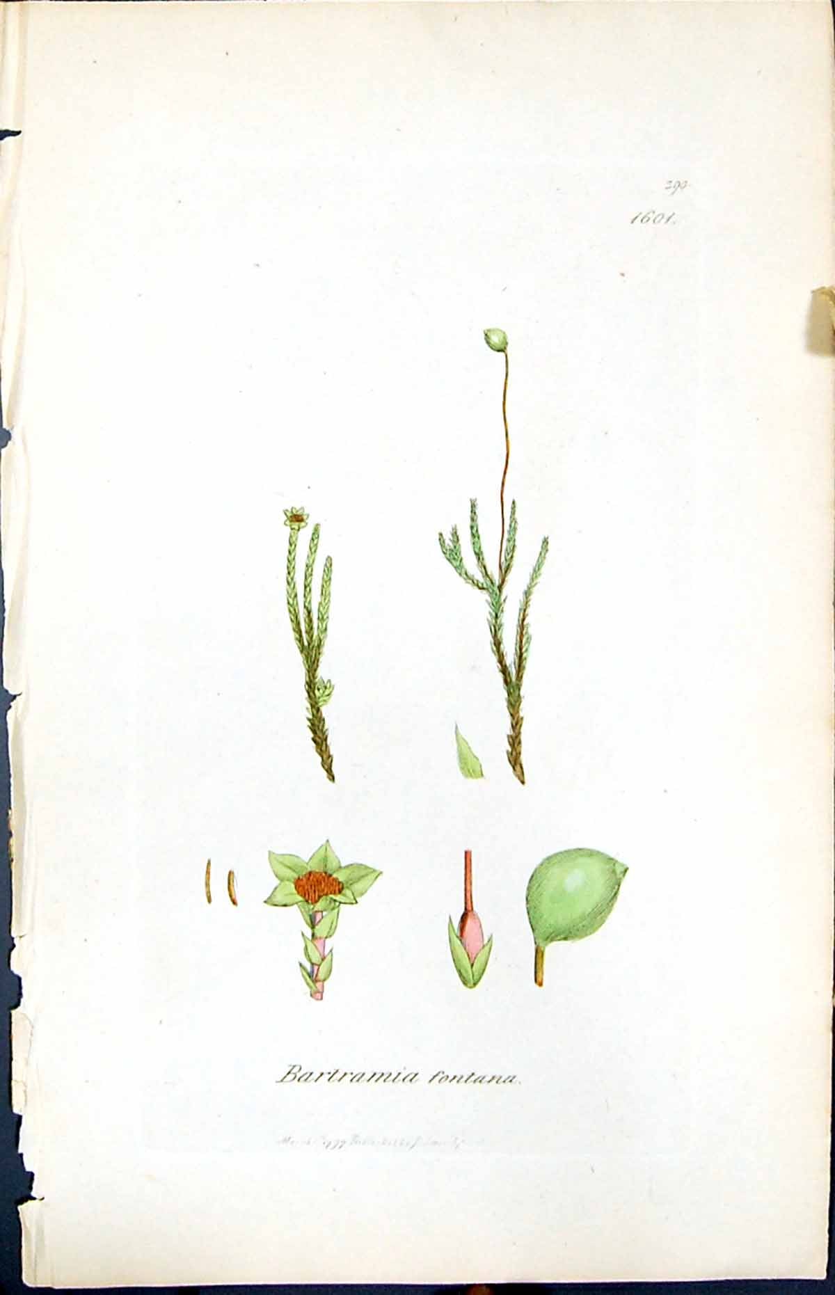 Antique Old Print Bartramia Fontana British Plants Botany 1847 Sowerby Smith