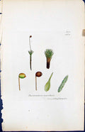 Antique Old Print Bartramia Marchica British Plants Botany 1847 Sowerby Smith